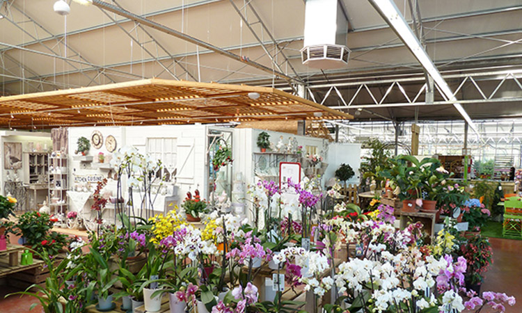 Ventilación de invernaderos para plantación de flores