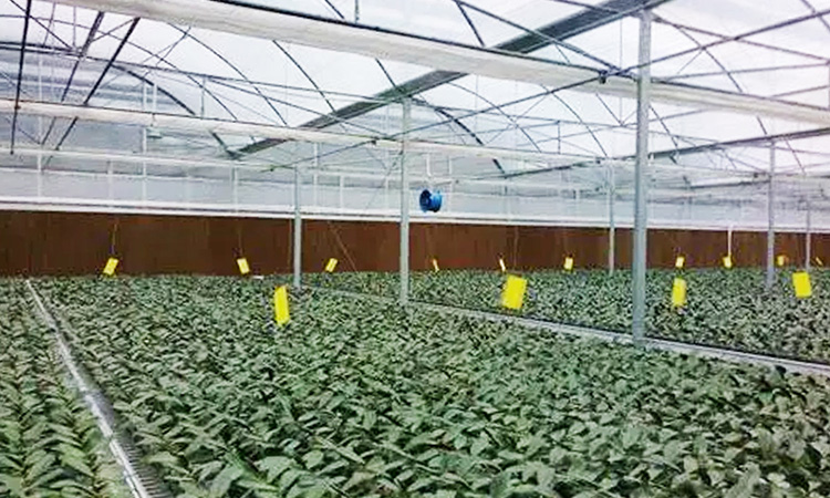 Caja de ventilación y refrigeración para invernaderos de frutas y verduras