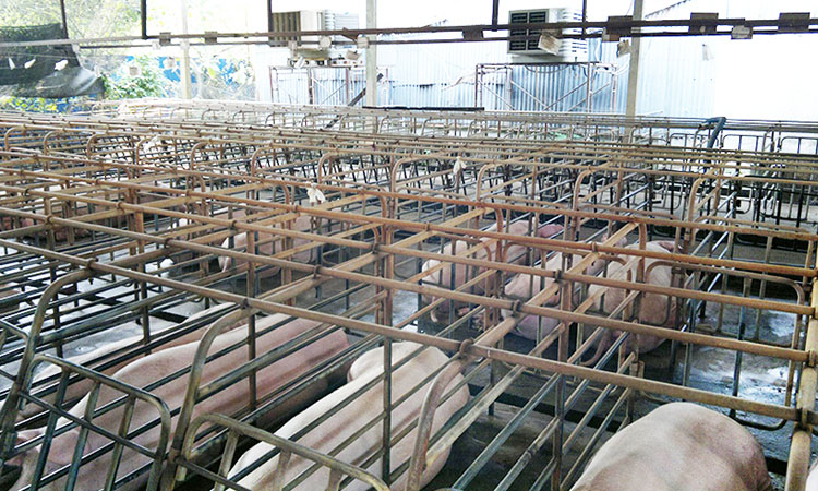 Ventilación y refrigeración para la cría de animales y la plantación de flores